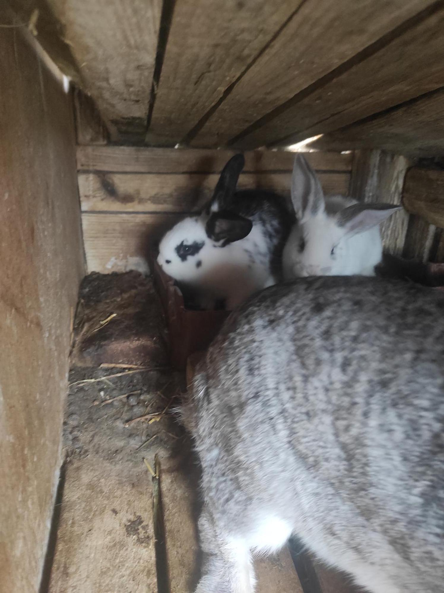 Pensiunea Agroturistica Casa Sirca Boghis Экстерьер фото