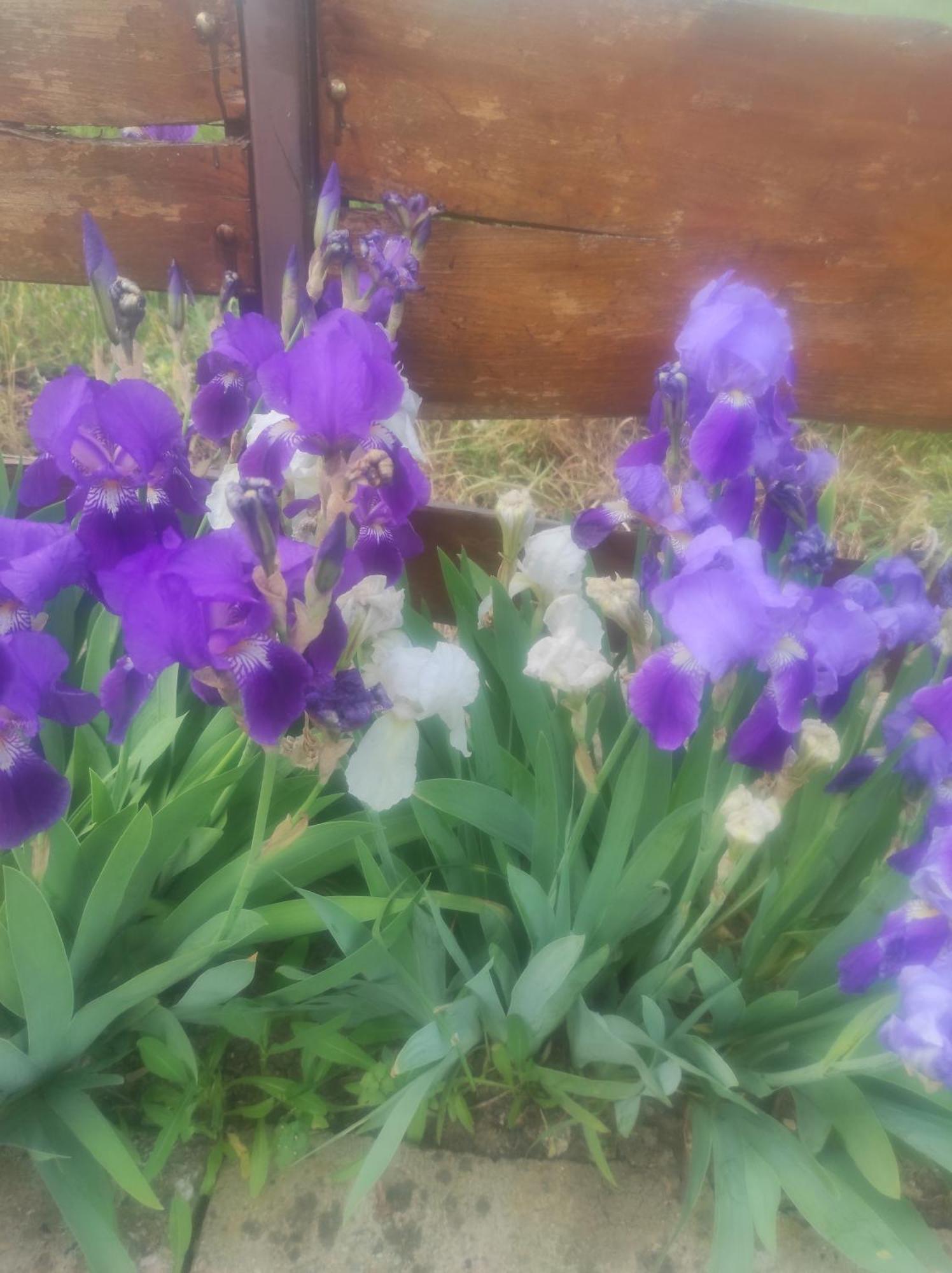 Pensiunea Agroturistica Casa Sirca Boghis Экстерьер фото